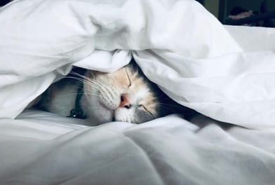 Katze liegt unter Bettdecke und schaut entspannt und zufrieden