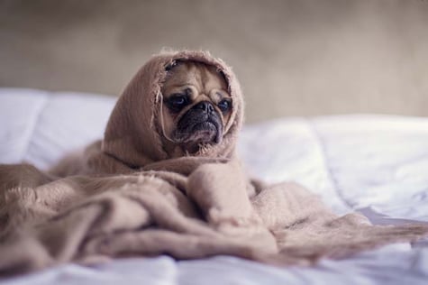 Hund schaut müde und ist in Decke eingepackt