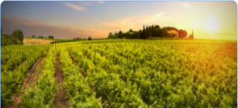 wine_card_header